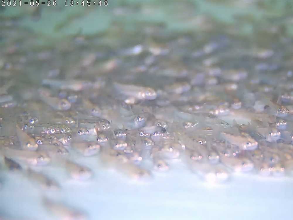 西藏亚东 - 亚东鲑鱼-淡水