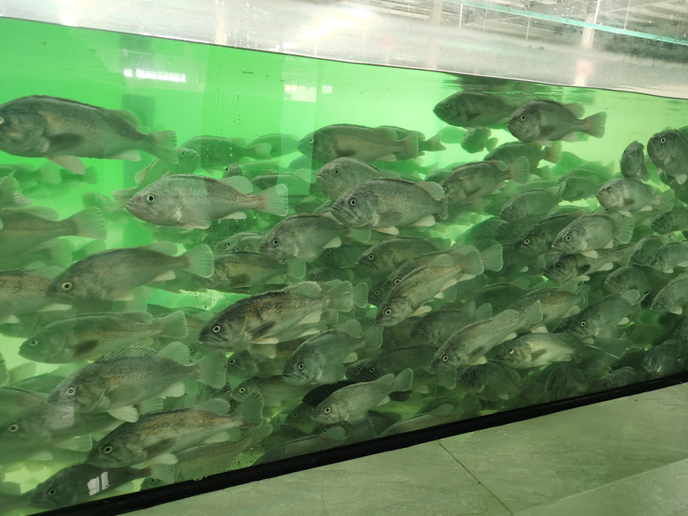 山东日照 - 石斑鱼类 - 海水