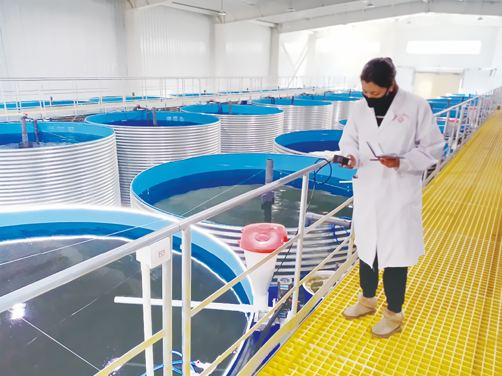 西藏亚东 - 亚东鲑鱼-淡水