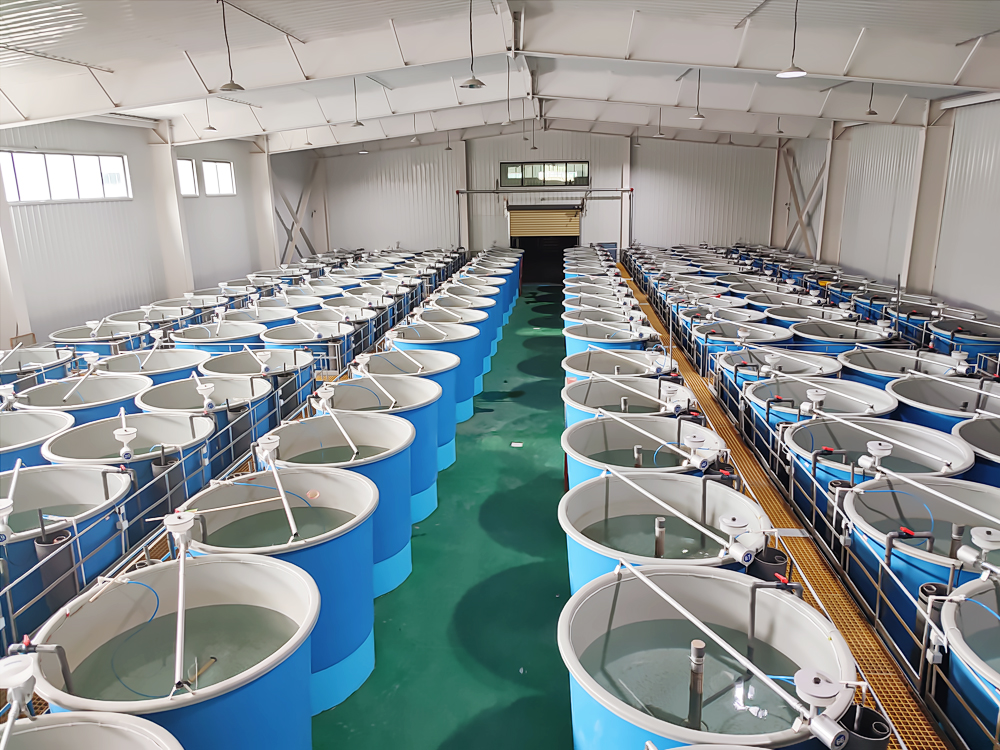 西藏亚东 - 亚东鲑鱼-淡水