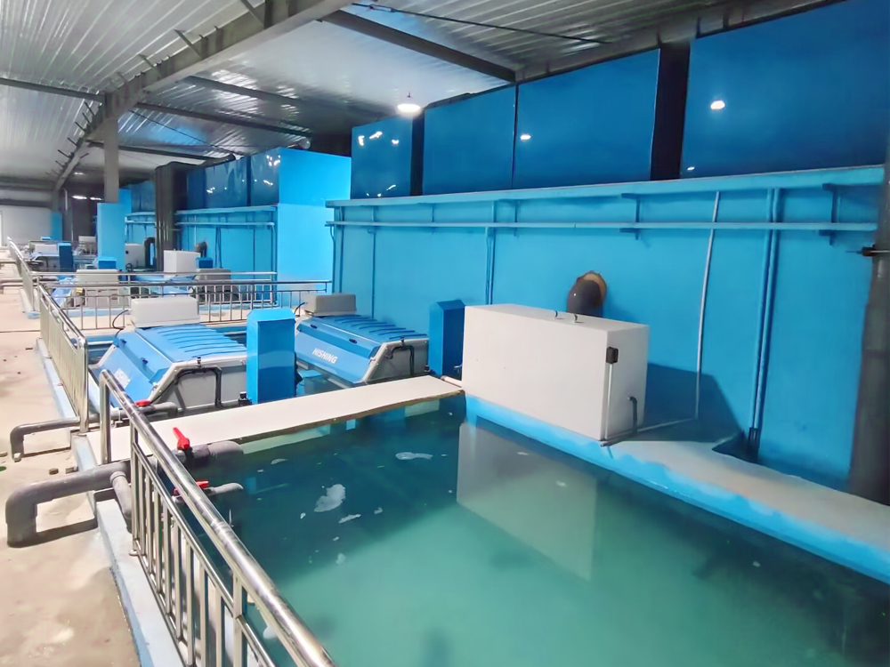 山东微山 - 加州鲈鱼 - 淡水