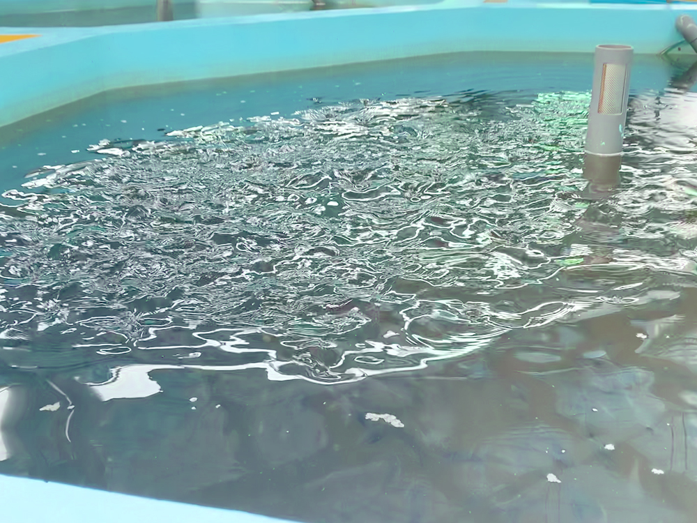 贵州三穗- 淡水鱼类 - 淡水