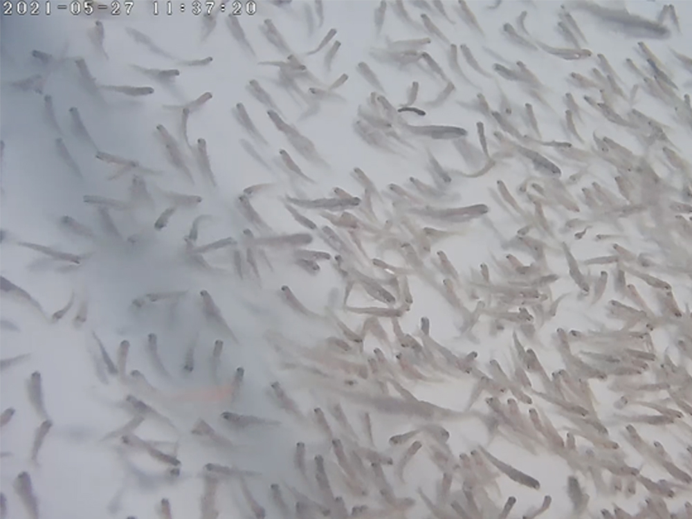 西藏亚东 - 亚东鲑鱼-淡水