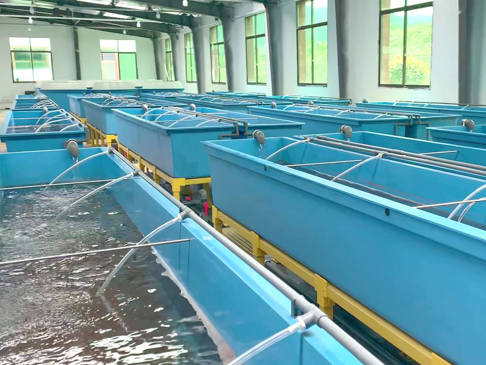 贵州三穗- 淡水鱼类 - 淡水