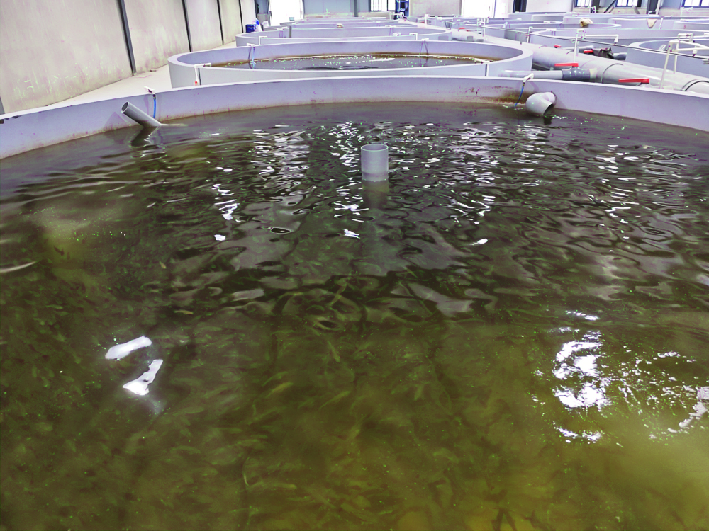 浙江南浔- 加州鲈鱼 - 淡水