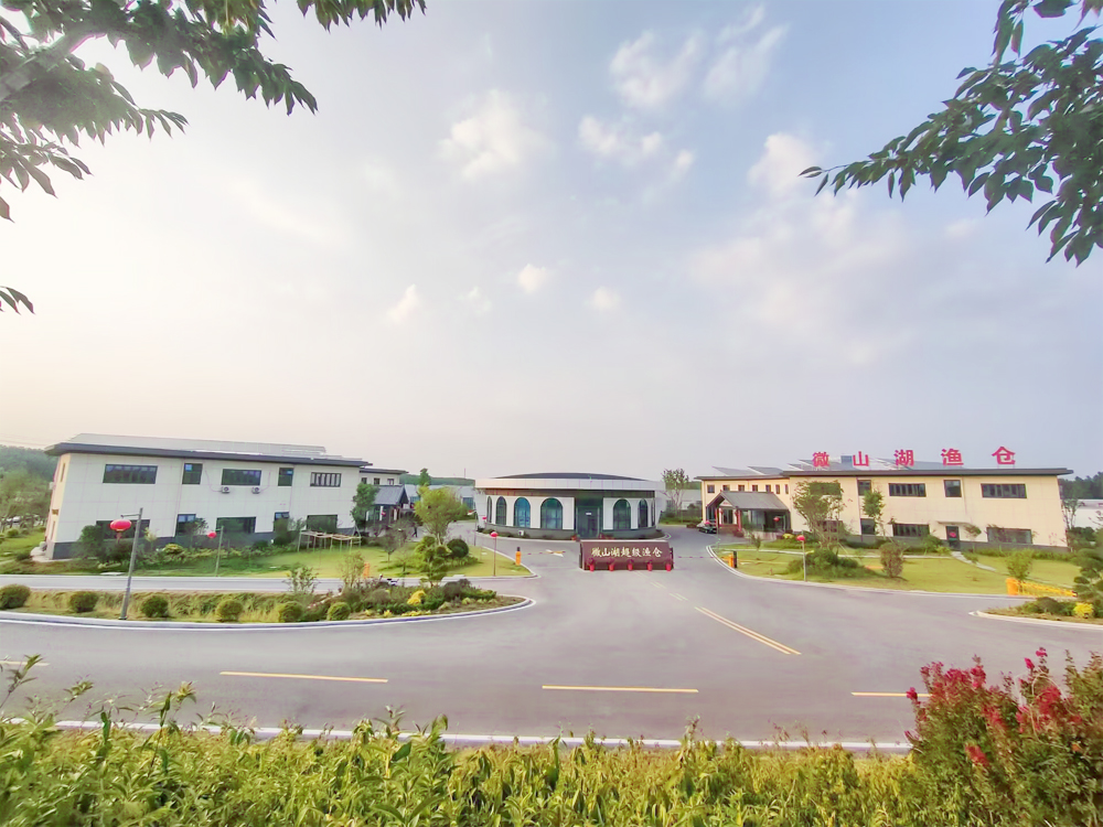 山东微山 - 加州鲈鱼 - 淡水