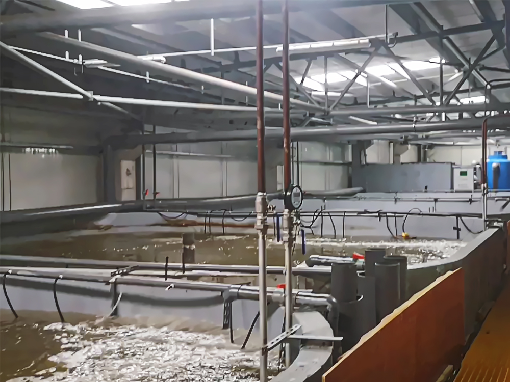 浙江舟山 - 南美白对虾 - 海水