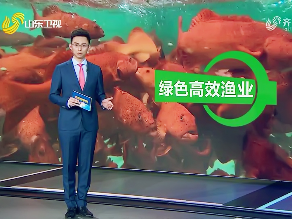 山东日照 - 石斑鱼类 - 海水