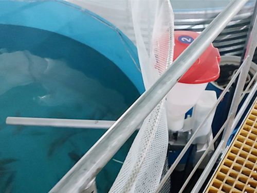 智能化固定式投饵机